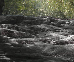 Μίτος - Μόνιμα δίκτυα εδάφους για τις ελίες