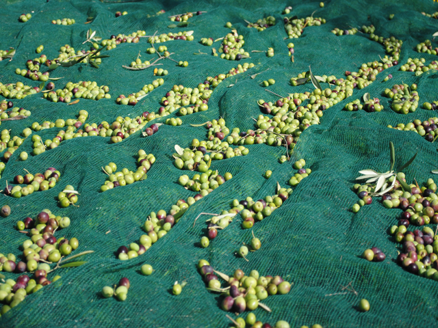 Duro - Vedema Net - Crete Olives
